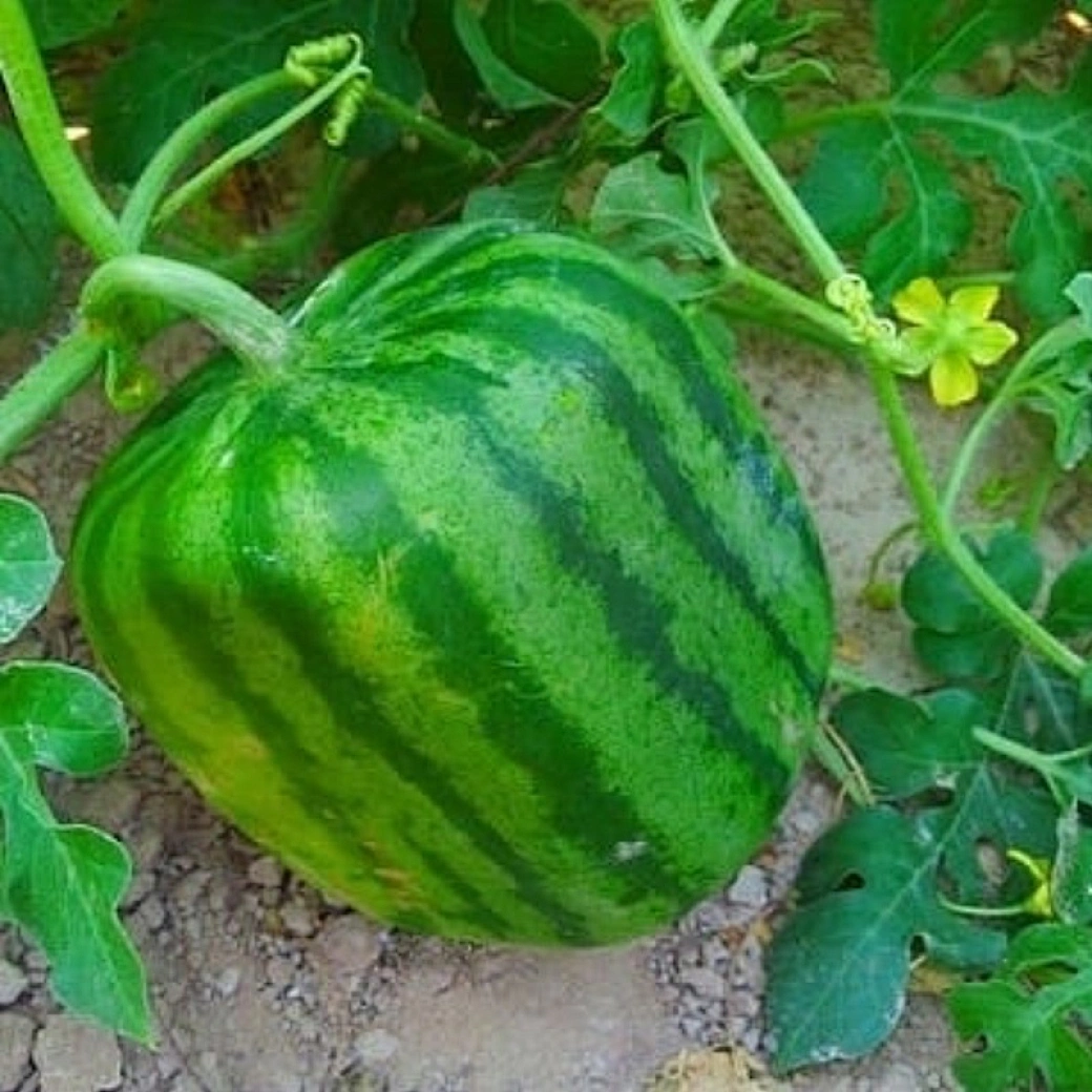 Swift - Delivery Hydroponics: Expedite Mold Watermelon Production